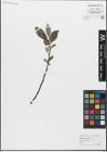 Foto von Salix glabra Scop.